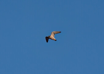 The peregrine falcon a bird of prey, glides through the sky.