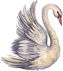 Romantic watercolor swans couple. Elegant birds for Wedding invitation and Valentine's Day design. © DENLINART