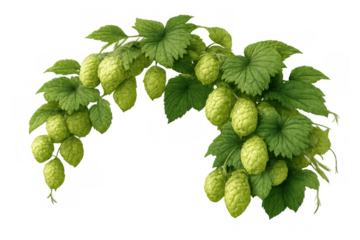 Green hops vine with fresh cones and leaves for beer brewing. Ingredient for craft beer, ale, lager production. Transparent background