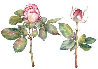 Watercolor illustration of a pink rose flowers. Hand-painted botanical clip art, isolated on a white background. Perfect for wedding invitations, branding, packaging, scrapbooking, and other creative