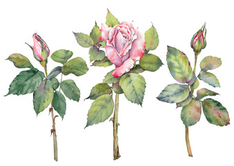 Pink rose flowers. Hand-painted botanical clip art. Perfect for wedding invitations, branding, packaging, cards, scrapbooking, and other creative design projects.