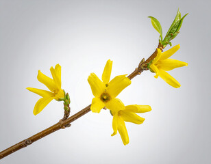 식물-꽃-개나리-봄꽃-노란 꽃