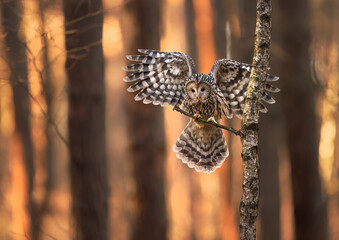 Ural owl ( Strix uralensis ) close up