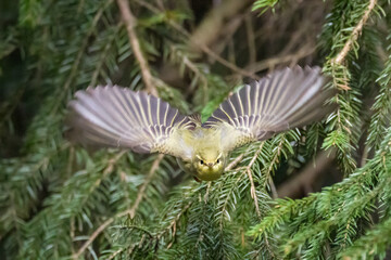 Wood Warbler
