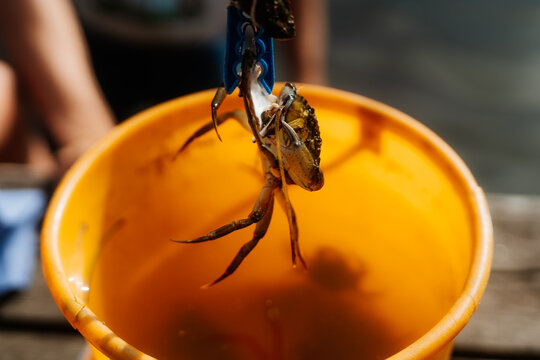 Shore crab caught with a blue clothespin held over an orange bucket, Swedish summer