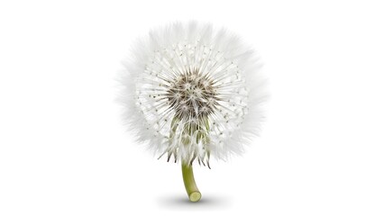 A high quality  closeup shot of a single dandelion flower and its stem on a white background[ PNG] [file].