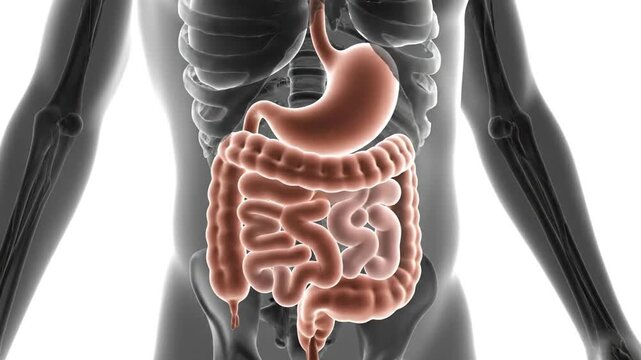 Human Digestive System Anatomy Visualization Medical Presentation with Highlighted Stomach Large Intestine and Small
