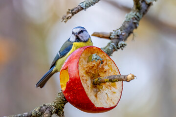 Blue tit © Risto