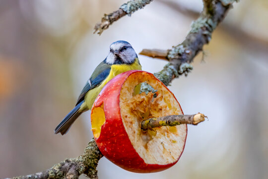 Blue tit