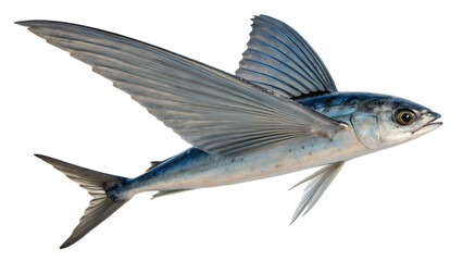 Flying Fish Isolated in Mid Air, Cut Out on PNG. AI GENERATED.