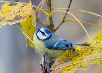 Blue tit © Risto