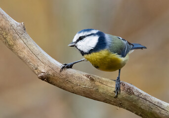 Blue tit