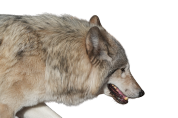 Profile view of a wolf with gray fur and a focused expression against a white background high-key lighting with cutout object