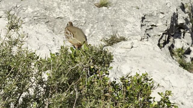 Freilebende Steinh&uuml;hner (Alectoris) in den Seealpen