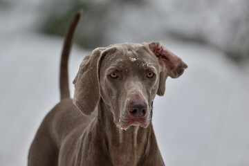 portrait of a weimaraner in the snow