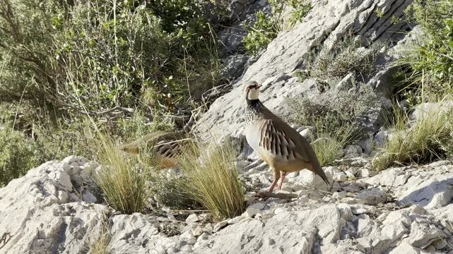 Freilebende Steinh&uuml;hner (Alectoris) in den Seealpen