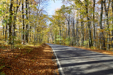 Obraz premium Autumn road winding through forest in Hungary with colorful leaves and clear sky