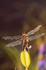 Dragonfly on a flower in Alaska.