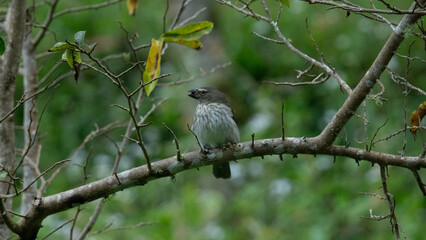 Fototapeta premium Aves, naturaleza, Colombia, birdwatching