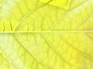 luminous yellow green leaf macro closeup revealing intricate vein network and fresh dew kissed texture ideal for nature wallpaper or botanical background
