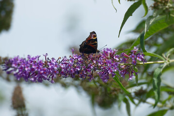 European peacock butterfly (Aglais io) perched on summer lilac in Zurich, Switzerland