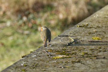 European robin (Erithacus rubecula) sitting on a stone in Zurich, Switzerland