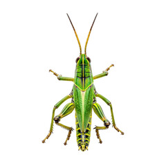 Vibrant green grasshopper on a white background