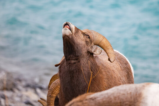 A photo of a young Bighorn sheep showing flehmen response in Alberta Canada