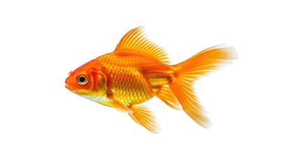 Single vibrant orange goldfish swimming gracefully