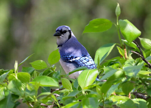 blue jay on a branch