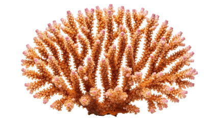 Vibrant coral reef in shades of orange and pink