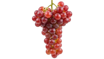 A single bunch of ripe red grapes hanging down