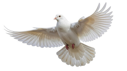 Graceful dove takes flight against a serene sky
