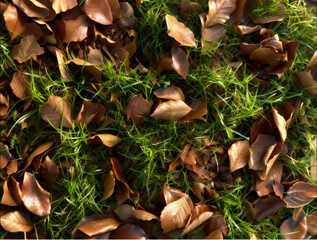 Close up image of fallen autumn maple leaves on the grass photorealistic top view background