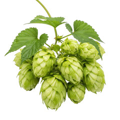 Fresh hop cones on a green stem
