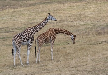 Obraz premium giraffe in the zoo
