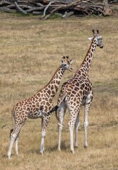 Obraz premium giraffe in the zoo