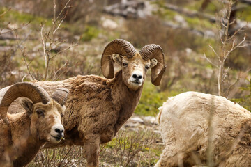 Bighorn sheep in the mountains