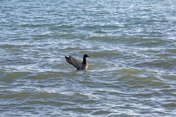 Wild duck flapping wings in water during daylight hours near shoreline