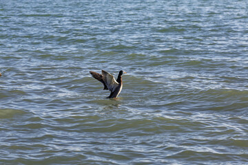 Wild duck spreads wings while swimming in lake on sunny day