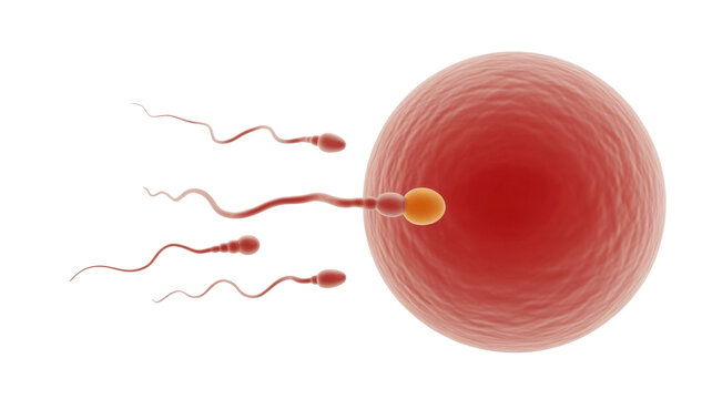 Fertilization of an egg cell