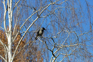 Bird sitting on tree branch in a clear sky during winter afternoon