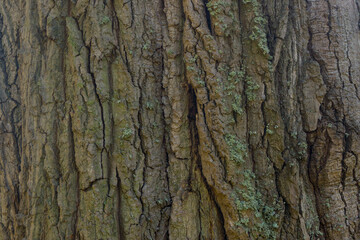 Obraz premium tree bark texture