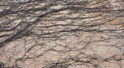 close up of a tree bark