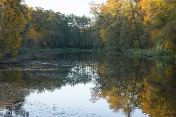 autumn in the forest