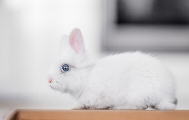 Fluffy white rabbit with blue eyes indoors, calm mood and soft daylight.