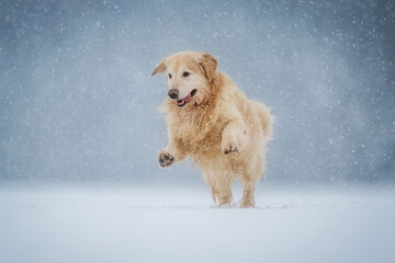 Happy golden retriever jumping and running in fresh snow, playful winter pet moment