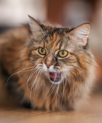 Fluffy surprised cat with open mouth expressing shock and funny emotions