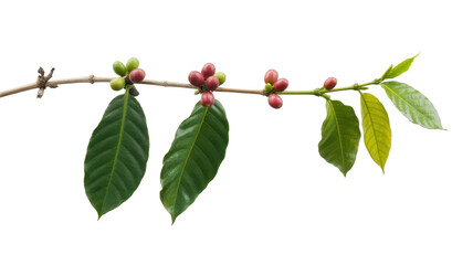 Coffee branch with ripe coffee cherries