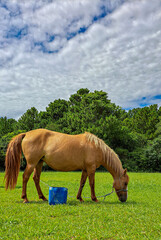 cavalo marrom no pasto